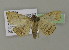  ( - BC ZSM Lep 15628)  @14 [ ] CreativeCommons - Attribution Non-Commercial Share-Alike (2010) Unspecified SNSB, Zoologische Staatssammlung Muenchen