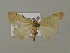  ( - BC ZSM Lep 15658)  @13 [ ] CreativeCommons - Attribution Non-Commercial Share-Alike (2010) Unspecified SNSB, Zoologische Staatssammlung Muenchen