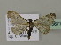  ( - BC ZSM Lep 15677)  @13 [ ] CreativeCommons - Attribution Non-Commercial Share-Alike (2010) Unspecified SNSB, Zoologische Staatssammlung Muenchen