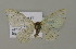  (Idaea aversataAH01Ch - BC ZSM Lep 15681)  @13 [ ] CreativeCommons - Attribution Non-Commercial Share-Alike (2010) Unspecified SNSB, Zoologische Staatssammlung Muenchen