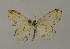  (Scopula permutata - BC ZSM Lep 15694)  @14 [ ] CreativeCommons - Attribution Non-Commercial Share-Alike (2010) Unspecified SNSB, Zoologische Staatssammlung Muenchen