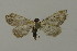  ( - BC ZSM Lep 15705)  @14 [ ] CreativeCommons - Attribution Non-Commercial Share-Alike (2010) Unspecified SNSB, Zoologische Staatssammlung Muenchen
