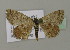  (Scopula rubiginataAH01Ch - BC ZSM Lep 15707)  @13 [ ] CreativeCommons - Attribution Non-Commercial Share-Alike (2010) Unspecified SNSB, Zoologische Staatssammlung Muenchen