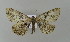  ( - BC ZSM Lep 15710)  @13 [ ] CreativeCommons - Attribution Non-Commercial Share-Alike (2010) Unspecified SNSB, Zoologische Staatssammlung Muenchen