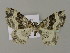  (Epirrhoe supergressa - BC ZSM Lep 15748)  @15 [ ] CreativeCommons - Attribution Non-Commercial Share-Alike (2010) Unspecified SNSB, Zoologische Staatssammlung Muenchen