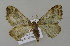  ( - BC ZSM Lep 15781)  @13 [ ] CreativeCommons - Attribution Non-Commercial Share-Alike (2010) Unspecified SNSB, Zoologische Staatssammlung Muenchen