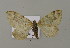  ( - BC ZSM Lep 15782)  @13 [ ] CreativeCommons - Attribution Non-Commercial Share-Alike (2010) Unspecified SNSB, Zoologische Staatssammlung Muenchen