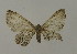  ( - BC ZSM Lep 15801)  @12 [ ] CreativeCommons - Attribution Non-Commercial Share-Alike (2010) Unspecified SNSB, Zoologische Staatssammlung Muenchen