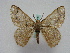  ( - BC ZSM Lep 15948)  @14 [ ] CreativeCommons - Attribution Non-Commercial Share-Alike (2010) Unspecified SNSB, Zoologische Staatssammlung Muenchen