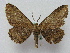  ( - BC ZSM Lep 15950)  @13 [ ] CreativeCommons - Attribution Non-Commercial Share-Alike (2010) Unspecified SNSB, Zoologische Staatssammlung Muenchen