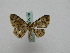  ( - BC ZSM Lep 15960)  @13 [ ] CreativeCommons - Attribution Non-Commercial Share-Alike (2010) Unspecified SNSB, Zoologische Staatssammlung Muenchen
