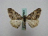  ( - BC ZSM Lep 15985)  @13 [ ] CreativeCommons - Attribution Non-Commercial Share-Alike (2010) Unspecified SNSB, Zoologische Staatssammlung Muenchen