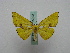  ( - BC ZSM Lep 15992)  @11 [ ] CreativeCommons - Attribution Non-Commercial Share-Alike (2010) Unspecified SNSB, Zoologische Staatssammlung Muenchen