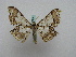  ( - BC ZSM Lep 16005)  @13 [ ] CreativeCommons - Attribution Non-Commercial Share-Alike (2010) Unspecified SNSB, Zoologische Staatssammlung Muenchen