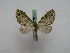  ( - BC ZSM Lep 16011)  @13 [ ] CreativeCommons - Attribution Non-Commercial Share-Alike (2010) Unspecified SNSB, Zoologische Staatssammlung Muenchen