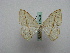  ( - BC ZSM Lep 16025)  @13 [ ] CreativeCommons - Attribution Non-Commercial Share-Alike (2010) Unspecified SNSB, Zoologische Staatssammlung Muenchen