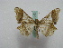  ( - BC ZSM Lep 16039)  @13 [ ] CreativeCommons - Attribution Non-Commercial Share-Alike (2010) Unspecified SNSB, Zoologische Staatssammlung Muenchen