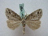  ( - BC ZSM Lep 16325)  @13 [ ] CreativeCommons - Attribution Non-Commercial Share-Alike (2010) Unspecified SNSB, Zoologische Staatssammlung Muenchen