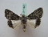  ( - BC ZSM Lep 16326)  @11 [ ] CreativeCommons - Attribution Non-Commercial Share-Alike (2010) Unspecified SNSB, Zoologische Staatssammlung Muenchen