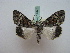  ( - BC ZSM Lep 16327)  @11 [ ] CreativeCommons - Attribution Non-Commercial Share-Alike (2010) Unspecified SNSB, Zoologische Staatssammlung Muenchen