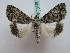  ( - BC ZSM Lep 16328)  @11 [ ] CreativeCommons - Attribution Non-Commercial Share-Alike (2010) Unspecified SNSB, Zoologische Staatssammlung Muenchen