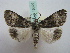  ( - BC ZSM Lep 16329)  @11 [ ] CreativeCommons - Attribution Non-Commercial Share-Alike (2010) Unspecified SNSB, Zoologische Staatssammlung Muenchen