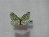  ( - BC ZSM Lep 16356)  @11 [ ] CreativeCommons - Attribution Non-Commercial Share-Alike (2010) Unspecified SNSB, Zoologische Staatssammlung Muenchen