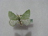  ( - BC ZSM Lep 16357)  @11 [ ] CreativeCommons - Attribution Non-Commercial Share-Alike (2010) Unspecified SNSB, Zoologische Staatssammlung Muenchen