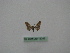  (Idaea AH01Au - BC ZSM Lep 16383)  @12 [ ] CreativeCommons - Attribution Non-Commercial Share-Alike (2010) Unspecified SNSB, Zoologische Staatssammlung Muenchen