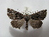  ( - BC ZSM Lep 16387)  @14 [ ] CreativeCommons - Attribution Non-Commercial Share-Alike (2010) Unspecified SNSB, Zoologische Staatssammlung Muenchen