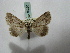  ( - BC ZSM Lep 16390)  @12 [ ] CreativeCommons - Attribution Non-Commercial Share-Alike (2010) Unspecified SNSB, Zoologische Staatssammlung Muenchen