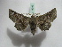  (Oenochroma celidophoraAH01 - BC ZSM Lep 16395)  @14 [ ] CreativeCommons - Attribution Non-Commercial Share-Alike (2010) Unspecified SNSB, Zoologische Staatssammlung Muenchen