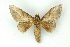  (Adeloneivaia AH11Pe - BC ZSM Lep 16717)  @11 [ ] CreativeCommons - Attribution Non-Commercial Share-Alike (2010) Unspecified SNSB, Zoologische Staatssammlung Muenchen