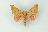  (Adeloneivaia AH16Pe - BC ZSM Lep 16725)  @11 [ ] CreativeCommons - Attribution Non-Commercial Share-Alike (2010) Unspecified SNSB, Zoologische Staatssammlung Muenchen