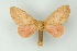  (Adeloneivaia AH03Pe - BC ZSM Lep 16758)  @11 [ ] CreativeCommons - Attribution Non-Commercial Share-Alike (2010) Unspecified SNSB, Zoologische Staatssammlung Muenchen