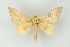  (Adeloneivaia AH06Pe - BC ZSM Lep 16768)  @11 [ ] CreativeCommons - Attribution Non-Commercial Share-Alike (2010) Unspecified SNSB, Zoologische Staatssammlung Muenchen