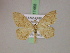  (Scopula MS02Tz - BC ZSM Lep 17468)  @11 [ ] CreativeCommons - Attribution Non-Commercial Share-Alike (2010) Unspecified SNSB, Zoologische Staatssammlung Muenchen
