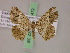  ( - BC ZSM Lep 17472)  @11 [ ] CreativeCommons - Attribution Non-Commercial Share-Alike (2010) Unspecified SNSB, Zoologische Staatssammlung Muenchen