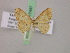  ( - BC ZSM Lep 17497)  @13 [ ] CreativeCommons - Attribution Non-Commercial Share-Alike (2010) Unspecified SNSB, Zoologische Staatssammlung Muenchen