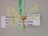  (Scopula MS05Tz - BC ZSM Lep 17502)  @12 [ ] CreativeCommons - Attribution Non-Commercial Share-Alike (2010) Unspecified SNSB, Zoologische Staatssammlung Muenchen