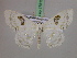 (Somatina MS01Tz - BC ZSM Lep 17513)  @11 [ ] CreativeCommons - Attribution Non-Commercial Share-Alike (2010) Unspecified SNSB, Zoologische Staatssammlung Muenchen