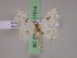  (Somatina MS02Tz - BC ZSM Lep 17514)  @13 [ ] CreativeCommons - Attribution Non-Commercial Share-Alike (2010) Unspecified SNSB, Zoologische Staatssammlung Muenchen