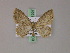  (Scopula MS07Tz - BC ZSM Lep 17557)  @14 [ ] CreativeCommons - Attribution Non-Commercial Share-Alike (2010) Unspecified SNSB, Zoologische Staatssammlung Muenchen