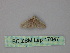  (Idaea sp. 6 - BC ZSM Lep 17847)  @11 [ ] CreativeCommons - Attribution Non-Commercial Share-Alike (2010) Unspecified SNSB, Zoologische Staatssammlung Muenchen