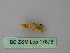  ( - BC ZSM Lep 17878)  @12 [ ] CreativeCommons - Attribution Non-Commercial Share-Alike (2010) Unspecified SNSB, Zoologische Staatssammlung Muenchen