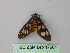  ( - BC ZSM Lep 17901)  @11 [ ] CreativeCommons - Attribution Non-Commercial Share-Alike (2010) Unspecified SNSB, Zoologische Staatssammlung Muenchen