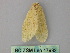  ( - BC ZSM Lep 17932)  @12 [ ] CreativeCommons - Attribution Non-Commercial Share-Alike (2010) Unspecified SNSB, Zoologische Staatssammlung Muenchen