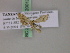 (Idaea MS01Tz - BC ZSM Lep 20012)  @12 [ ] CreativeCommons - Attribution Non-Commercial Share-Alike (2010) Unspecified SNSB, Zoologische Staatssammlung Muenchen