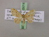  (Idaea basicostalisAH01Tz - BC ZSM Lep 20014)  @14 [ ] CreativeCommons - Attribution Non-Commercial Share-Alike (2010) Unspecified SNSB, Zoologische Staatssammlung Muenchen