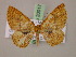  ( - BC ZSM Lep 20017)  @14 [ ] CreativeCommons - Attribution Non-Commercial Share-Alike (2010) Unspecified SNSB, Zoologische Staatssammlung Muenchen